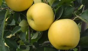 opal yellow apple fruit for planting grow super sweet crisp apples at home Fruit seeds