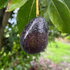 Mexicola Avocado Or Butter Fruit Rich In Antioxidants Good Fats Grow At Home Fruit Fruit Seeds