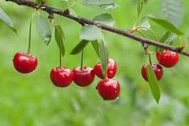 heirloom montmorency cherry fruit start your Fruit Seeds