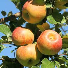 jonagold apple fruit for planting a variety of orchard trees Fruit seeds