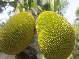 golden pillow mong thong jackfruit for planting plant tropical trees large sweet fruits Fruit seeds