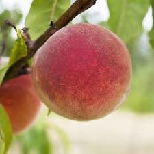 Babcock Peach Fruit Juicy And Sweet Yellow Red Fruits Home Fruit Seeds