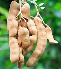 Tamarind Fruit Tropical Trees And Gmo Free Home For Home Fruit Seeds
