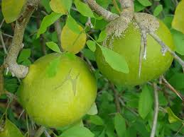 Green Bel Bilva Patra Bael Pathar Fruit A Unique Tree Experience Fruit Seeds