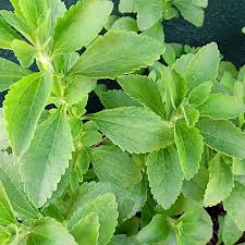 Stevia Sugar Plant Unique Natural Sweeteners In Your Fruit Seeds