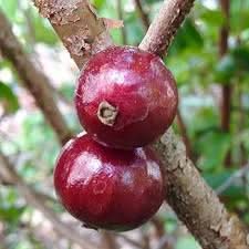 plinia oblongata red jabuticaba fruit unique brazilian trees for edible berries Fruit seeds