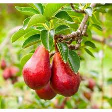 Red Bartlett Pears Fruit Crisp Sweet And Juicy Pear Trees Fruit Seeds