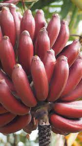 Banana Fruit Maroon Red Variety Unique Harvests For Home Planting Fruit Seeds