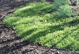 Green Creeping Thyme Flower Seeds