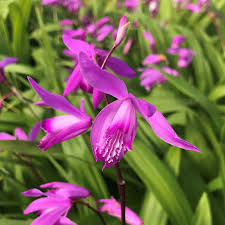 Pink Bletilla Flower Seeds