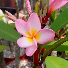 Champa Flower Seeds Mixed Exotic Flowering Plants Colorful Backyard Beauty Colorful Seeds for Planting - Heirloom Non GM
