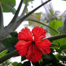 Red PC Hibiscus Flower Seeds