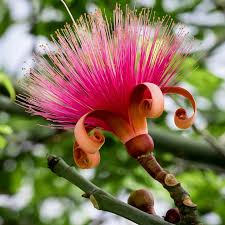 Pink Ellipticum Flower Seeds