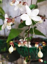 White Clerodendrum Flower Seeds Exotic Flowering Plants for Vibrant Backyard Beauty Seeds for Planting Heirloom Non GMO