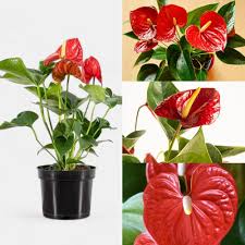 Red Anthurium Flower Seeds for Planting Easy Grow Blossoms Heirloom Non-GMO High Germination Organic Garden Seeds Indoor