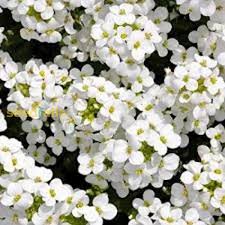 White Aubrieta Flower Flower Seeds - Heirloom Non GMO High Germination Organic Garden Planting Seeds