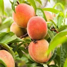 Glohaven Peach Palm Fruit And Cultivating Tropical Delicious Heirloom Fruit Seeds