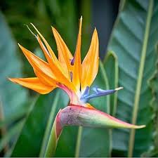 Pink Strelitzia Reginae Flower Seeds