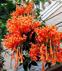 Orange Bessera Flower Flower Seeds - Heirloom Non GMO High Germination Organic Garden Planting Seeds