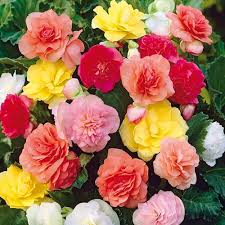 Mixed Begonia Flower Seeds