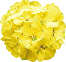 YELLOW IVY GERANIUM FLOWER SEEDS HEIRLOOM NON-GMO HIGH GERMINATION ORGANIC GARDEN SEEDS FOR PLANTING