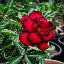 Red Black Adenium Flower Rare Blooming Plants Seeds - Heirloom Non GMO High Germination Organic Garden Planting