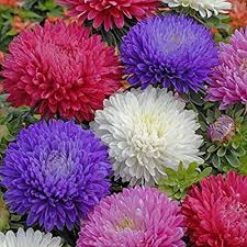 Aster Mixed Flower Flower Seeds - Heirloom Non GMO High Germination Organic Garden Planting Seeds