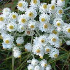 White Anaphalis Flower Seeds