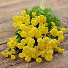 Yellow Immortelle Flower Seeds