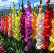 Mixed Gladiolus Flower Seeds – Premium Heirloom Non-GMO High Germination Seeds for Planting