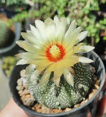 Yellow Astrophytum Flower Seeds