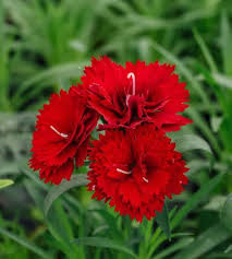 Red Carnation Flower Seeds Exotic Flowering Plants for Vibrant Backyard Beauty for Colorful - Heirloom Non GMO High