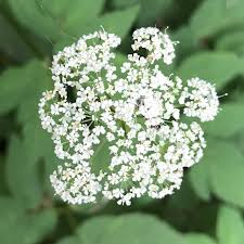 White Aegopodium Flower Seeds