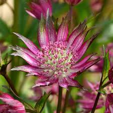 Masterwort Flower Seeds