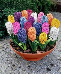 Hyacinth Flower Seeds Exotic