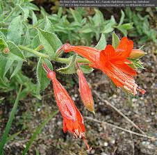 Epilobium Canum Trumpet Seeds - Heirloom Non GMO High Germination Garden Seeds for Planting