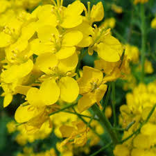 Yellow Canola Flower Seeds