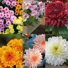 Chrysanthemum Flower Seeds Mixed