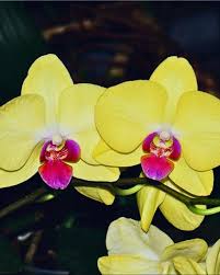 Green Light Phalaenopsis Orchid Flower Seeds