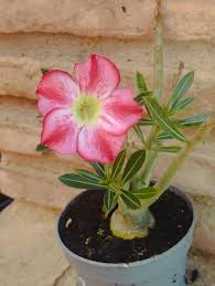 Pink Adenium Flower Seeds Heirloom Non GMO High Germination Organic Garden Seeds Colorful Seeds for Planting - Heirloom