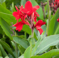 Red Canna Flower Seeds