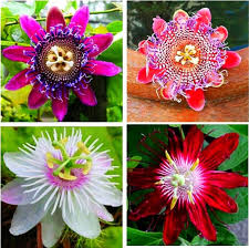 PASSION FLOWER SEEDS MIXED HEIRLOOM NON-GMO HIGH GERMINATION ORGANIC GARDEN SEEDS FOR PLANTING Seeds - Heirloom Non GMO