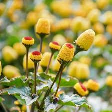 Yellow Acmella oleracea Flower Seeds Exotic Flowering Plants Colorful Backyard Beauty Blooms Seeds for Planting Heirloom