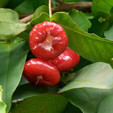 Pink Rose Apple Fruit Seeds