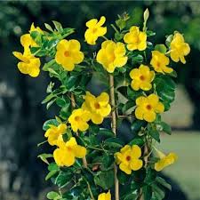 Yellow Dipladenia Flower Seeds
