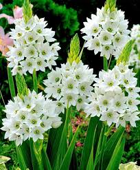 ORNITHOGALUM FLOWER SEEDS HEIRLOOM NON-GMO HIGH GERMINATION ORGANIC GARDEN SEEDS FOR PLANTING Seeds - Heirloom Non GMO H