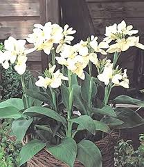 White Canna Edulis Flower Flower Seeds - Heirloom Non GMO High Germination Organic Garden Planting Seeds