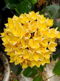 Yellowsythia Flower Seeds Premium Seeds for Planting High Germination Organic Garden Seeds - Heirloom Non GMO High
