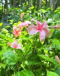 Pink Hibiscus Flower Seeds