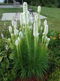 Liatris Flower Seeds